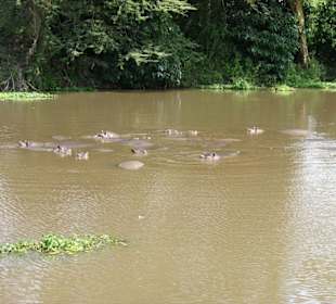 Flusspferde