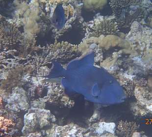 Korallen Riff mit Fisch