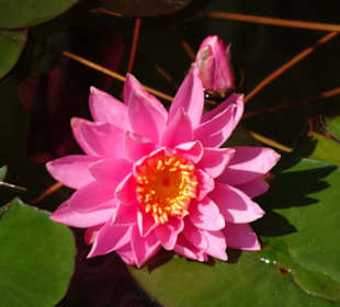 Am Teich der Gärten von Schloss Trauttmansdorff