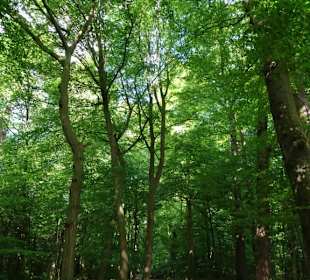 Frühlingsspaziergang durch das Eversten Holz