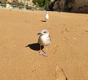 Praia de Nossa Senhora da Rocha