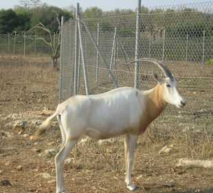 Antilope
