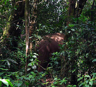 Dziki słoń w parku