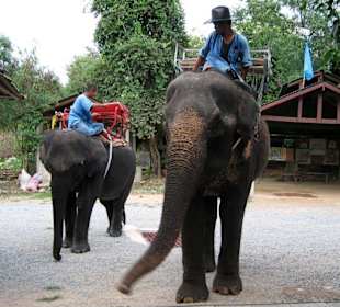 Elephant Village 03