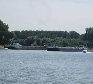 Am Rhein in Germersheim