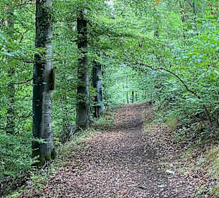 Waldlehrpfad Sulz