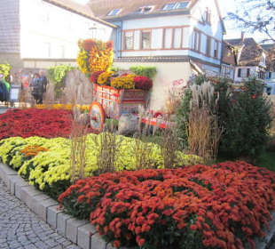Chrysanthema Lahr