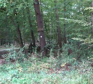 Altwege Rundwanderung Bebenhausen