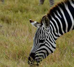 Zebra im Amboseli