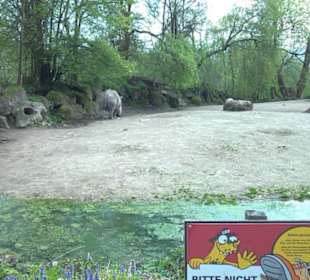 Afrikabereich - Breitmaulnashorn