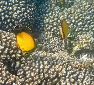 Unterwasserwelt Musandam