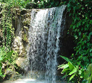 Botanischer Garten Singapur 