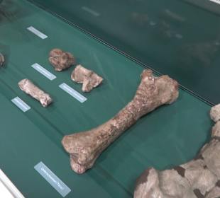 Staatliches Naturkunde Museum