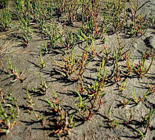 Landgewinnungszone im Wattenmee