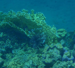 Rotfeuerfisch
