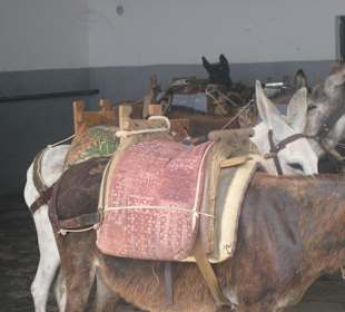 Esel "Parking" Lindos