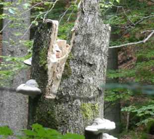 Wanderung zu wilden Bächen und hohen Wasserfällen