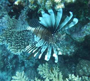 Indischer Feuerfisch am Hausriff