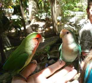 Lovebirds - Ocean-World