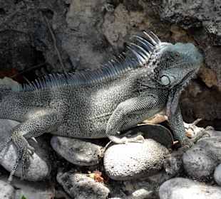 Leguan im Schatten des Strandes