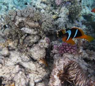 Nemo