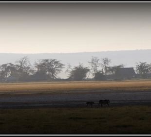 Bardzo daleko, ale.. lwia wędrówka 