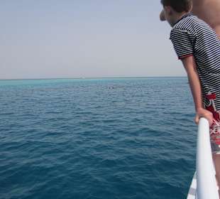 Erste Sichtung von Delphinen