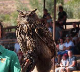 Tiere im Oasis Park Fuerteventura