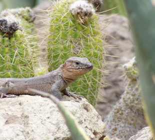 Gran Canaria - Spanien