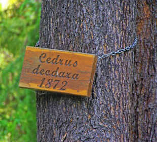 Am Traum-Baum vom 1872