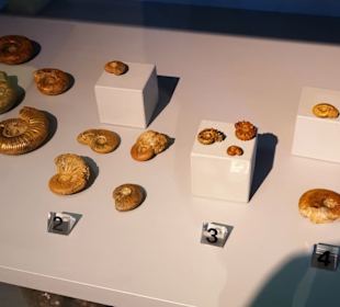 Fundstücke aus der Region im Heimatmuseum