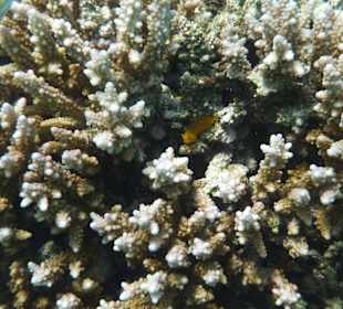 Ganz seltene Grundel