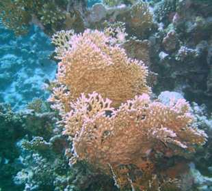 Unterwasserwelt im Roten Meer
