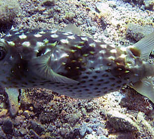 Langstacheligelfisch