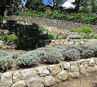 Im Kräutergarten des Tappeinerweges