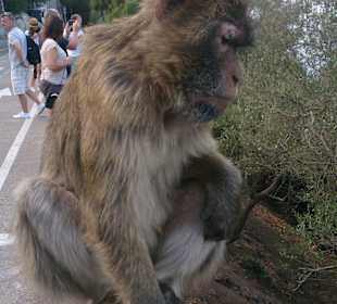 Gibraltar - enklawa brytyjska