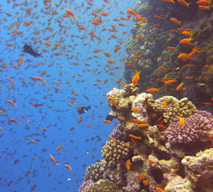 Jungfische