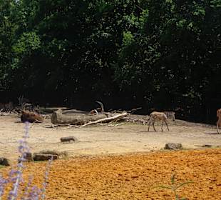 Gehege mit Zebras und Antilopen