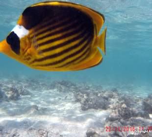 Ohne Worte hat uns beim Schnorcheln eine Zeit begleitet