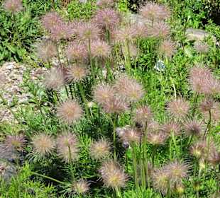 Rundgang durch den Berggarten Hannover