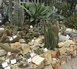 Wüstenpflanzen -  Alter Botanischer Garten