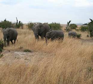 Elefanten in der Mara