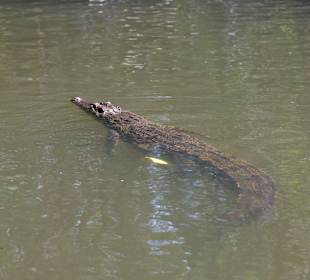 Bentota Fluss- und Mangroven Tour