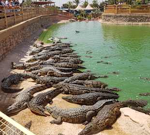 Crocopark