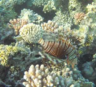 Schnorchelaufnahme Fisch