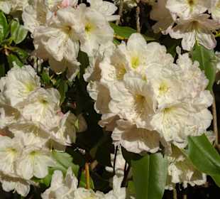 Hauptblüte im Rhododendronpark Bremen