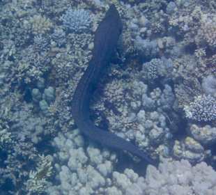 Schnorcheln Makadi Bay