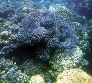 Riff Gorgonia 