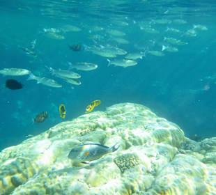 Hausriff Pensee Royal Garden