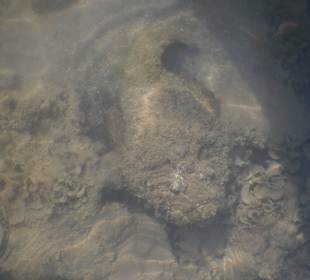 Steinfisch direkt im Flachwasser am Strand